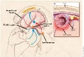 DIAMANTAS N. DIMITRIOS MD Neurologists Peristeri